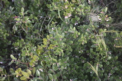 Arctostaphylos franciscana