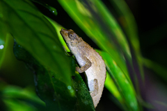 Rhampholeon platyceps