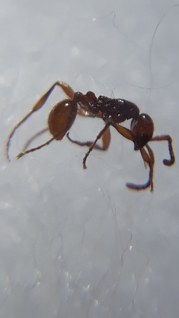 Aenictus malakkaparensis