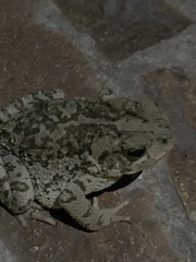 Incilius occidentalis
