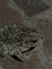 Incilius occidentalis