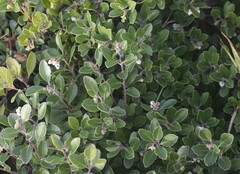 Arctostaphylos franciscana
