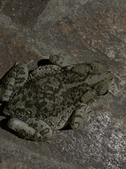Incilius occidentalis
