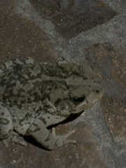 Incilius occidentalis
