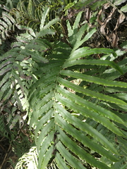 Blechnum triangularifolium
