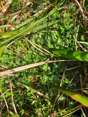 Marchantia foliacea