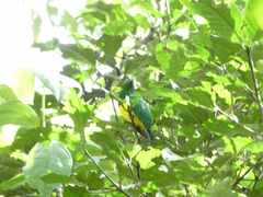 Chrysococcyx cupreus