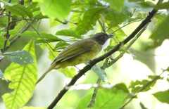 Phyllastrephus albigularis