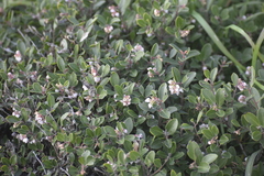 Arctostaphylos franciscana