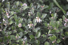 Arctostaphylos franciscana