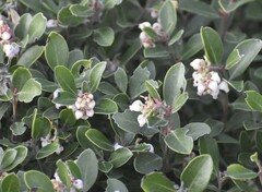 Arctostaphylos franciscana