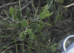 Arctostaphylos franciscana