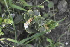 Arctostaphylos franciscana