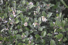 Arctostaphylos franciscana