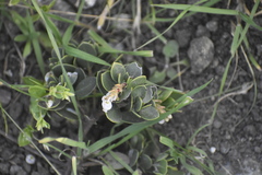Arctostaphylos franciscana