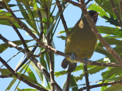 Anthornis melanura