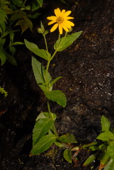 Arnica lanceolata prima