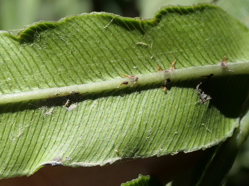 Image of Blechnum triangularifolium by (c) Rafael Medina, some rights reserved (CC BY)