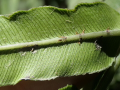 Blechnum triangularifolium