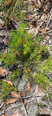 Persoonia juniperina