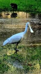 Platalea flavipes