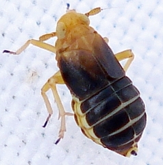 Ditropis pteridis