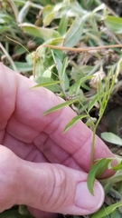 Vicia ludoviciana