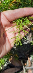 Persoonia juniperina