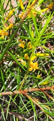 Persoonia juniperina
