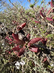 Tetragonia