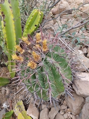 Ferocactus peninsulae