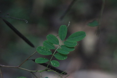 Indigofera australis