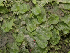 Symphyogyna hymenophyllum