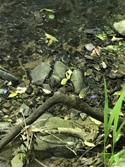 Rhipidura fuliginosa