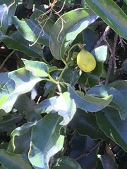 Passiflora tetrandra