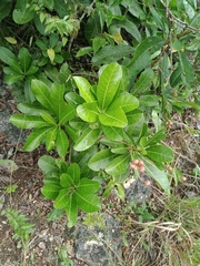Buchanania arborescens