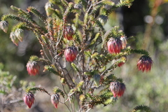 Darwinia neildiana