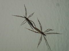 Styringomyia