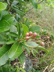 Buchanania arborescens