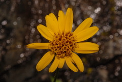 Arnica lanceolata prima