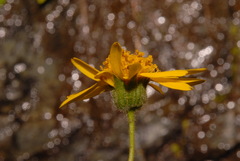 Arnica lanceolata prima