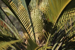 Macrozamia fraseri