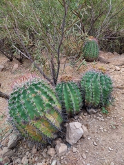 Ferocactus peninsulae
