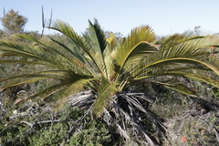Macrozamia fraseri