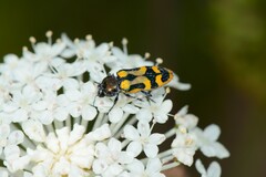 Castiarina flavopicta