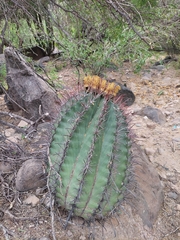 Ferocactus peninsulae