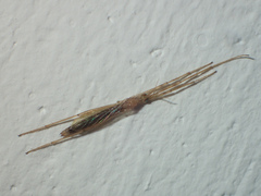 Styringomyia
