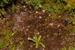 Micranthes ferruginea