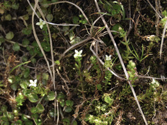 Galium perpusillum