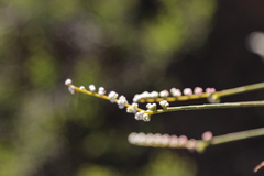 Leptomeria rubescens